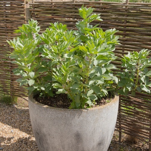 Broad Bean Duet